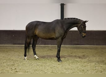 KWPN, Caballo castrado, 5 años, 170 cm, Castaño oscuro