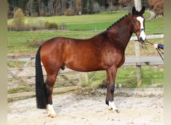 KWPN, Caballo castrado, 5 años, 170 cm, Castaño oscuro