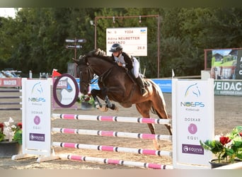 KWPN, Caballo castrado, 5 años, 170 cm, Castaño oscuro