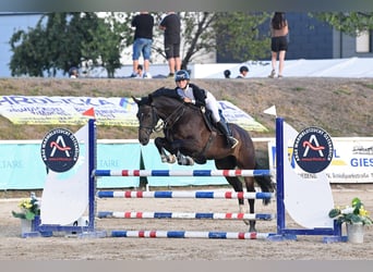 KWPN, Caballo castrado, 5 años, 170 cm, Castaño oscuro