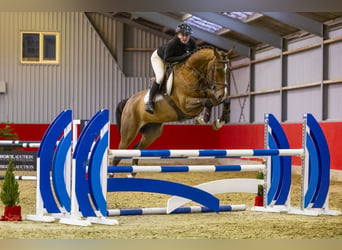 KWPN, Caballo castrado, 5 años, 170 cm, Castaño oscuro