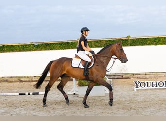 KWPN, Caballo castrado, 5 años, 170 cm, Castaño oscuro
