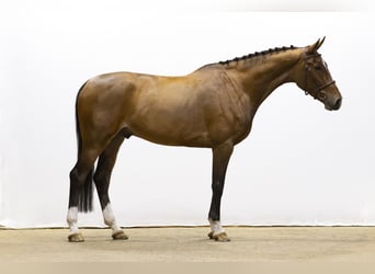 KWPN, Caballo castrado, 5 años, 170 cm, Castaño oscuro