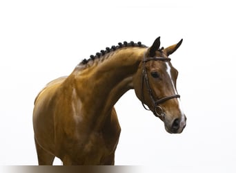 KWPN, Caballo castrado, 5 años, 170 cm, Castaño oscuro