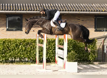 KWPN, Caballo castrado, 5 años, 170 cm, Castaño oscuro