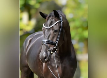 KWPN, Caballo castrado, 5 años, 170 cm, Negro