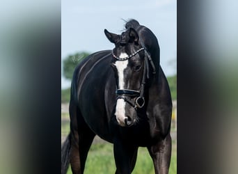 KWPN, Caballo castrado, 5 años, 170 cm, Negro