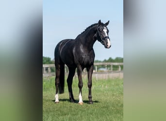 KWPN, Caballo castrado, 5 años, 170 cm, Negro