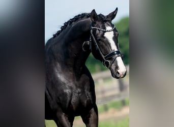 KWPN, Caballo castrado, 5 años, 170 cm, Negro