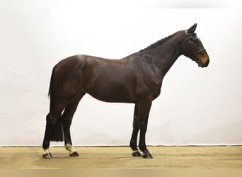 KWPN, Caballo castrado, 5 años, 171 cm
