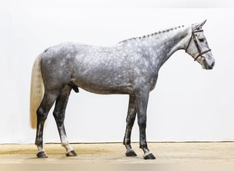 KWPN, Caballo castrado, 5 años, 171 cm