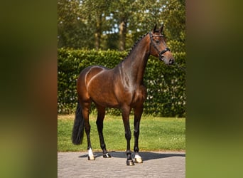 KWPN, Caballo castrado, 5 años, 171 cm, Castaño oscuro