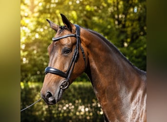 KWPN, Caballo castrado, 5 años, 171 cm, Castaño oscuro