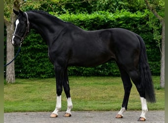 KWPN, Caballo castrado, 5 años, 171 cm, Negro