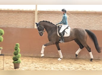KWPN, Caballo castrado, 5 años, 171 cm, Negro