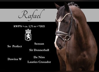 KWPN, Caballo castrado, 5 años, 171 cm, Negro