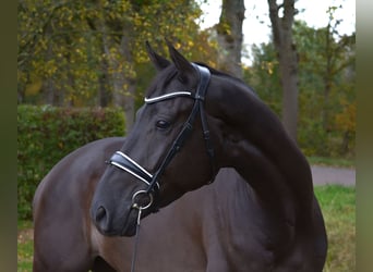 KWPN, Caballo castrado, 5 años, 171 cm, Negro