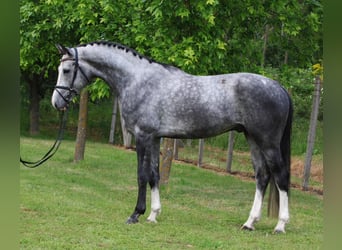 KWPN, Caballo castrado, 5 años, 171 cm, Tordo