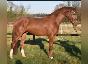 KWPN, Caballo castrado, 5 años, 172 cm, Alazán