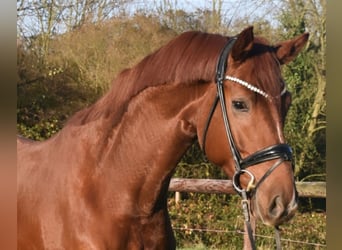 KWPN, Caballo castrado, 5 años, 172 cm, Alazán