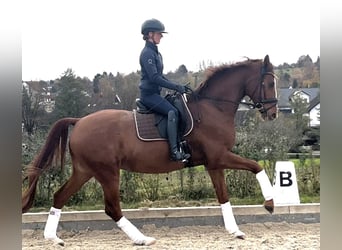 KWPN, Caballo castrado, 5 años, 172 cm, Alazán