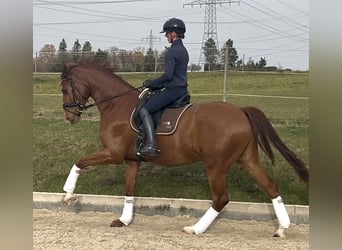KWPN, Caballo castrado, 5 años, 172 cm, Alazán