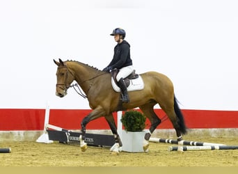KWPN, Caballo castrado, 5 años, 172 cm