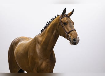 KWPN, Caballo castrado, 5 años, 172 cm