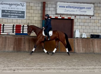 KWPN, Caballo castrado, 5 años, 172 cm, Castaño