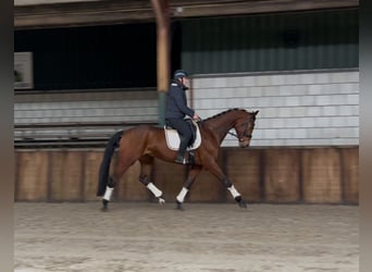 KWPN, Caballo castrado, 5 años, 172 cm, Castaño