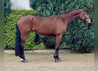 KWPN, Caballo castrado, 5 años, 172 cm, Castaño