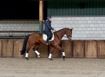 KWPN, Caballo castrado, 5 años, 172 cm, Castaño