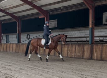 KWPN, Caballo castrado, 5 años, 172 cm, Castaño