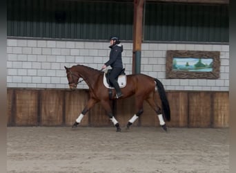 KWPN, Caballo castrado, 5 años, 172 cm, Castaño