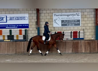 KWPN, Caballo castrado, 5 años, 172 cm, Castaño