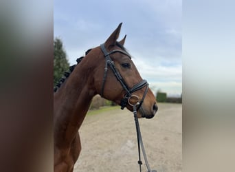 KWPN, Caballo castrado, 5 años, 172 cm, Castaño