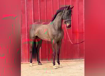KWPN, Caballo castrado, 5 años, 172 cm, Castaño