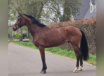 KWPN, Caballo castrado, 5 años, 172 cm, Castaño
