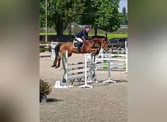 KWPN, Caballo castrado, 5 años, 172 cm, Castaño