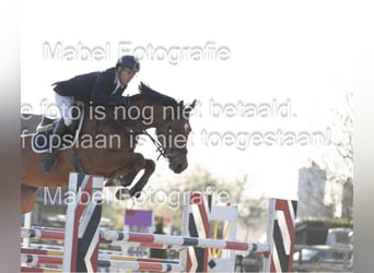 KWPN, Caballo castrado, 5 años, 172 cm, Castaño