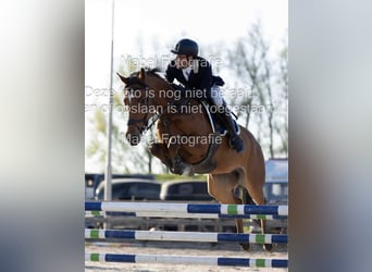 KWPN, Caballo castrado, 5 años, 172 cm, Castaño