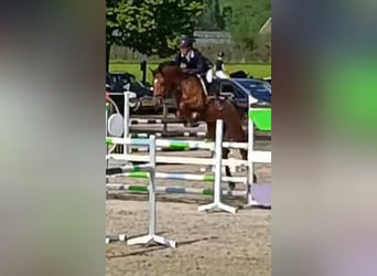 KWPN, Caballo castrado, 5 años, 172 cm, Castaño