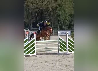 KWPN, Caballo castrado, 5 años, 172 cm, Castaño