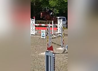 KWPN, Caballo castrado, 5 años, 172 cm, Castaño