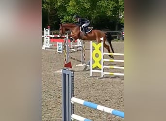 KWPN, Caballo castrado, 5 años, 172 cm, Castaño
