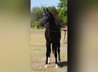 KWPN, Caballo castrado, 5 años, 172 cm, Castaño oscuro
