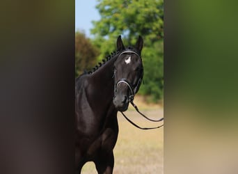 KWPN, Caballo castrado, 5 años, 172 cm, Castaño oscuro