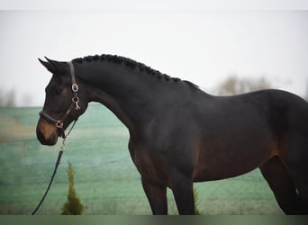 KWPN, Caballo castrado, 5 años, 172 cm, Castaño oscuro