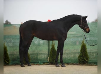 KWPN, Caballo castrado, 5 años, 172 cm, Castaño oscuro