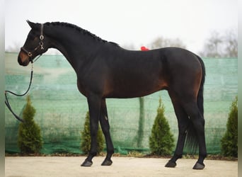 KWPN, Caballo castrado, 5 años, 172 cm, Castaño oscuro